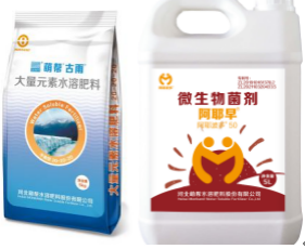 241030草莓铺地膜11.png