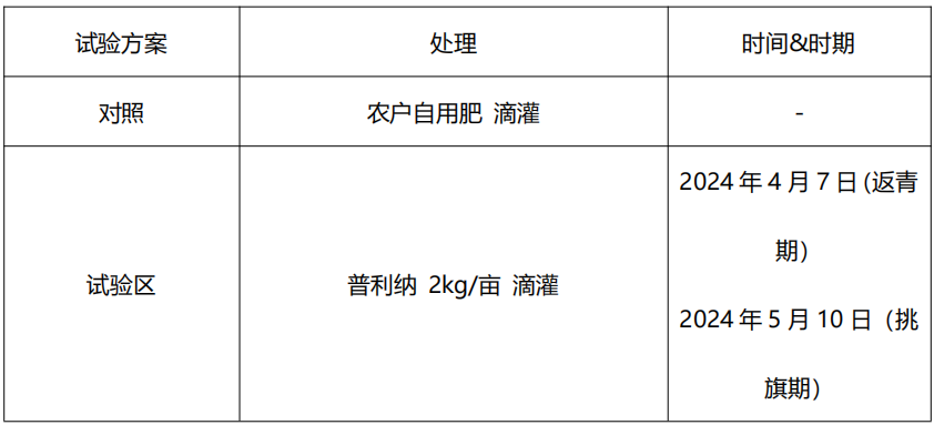 241104普利纳小麦8.png