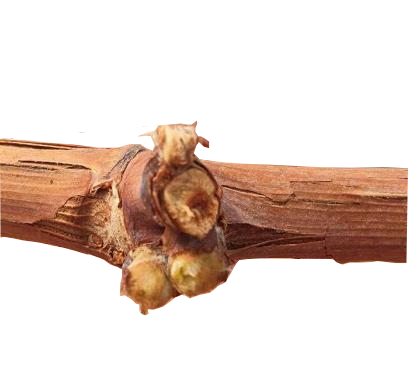 萌帮肥料方案助力葡萄萌芽整齐2.png