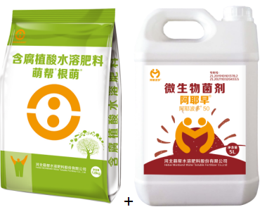 根萌＋阿耶早.png