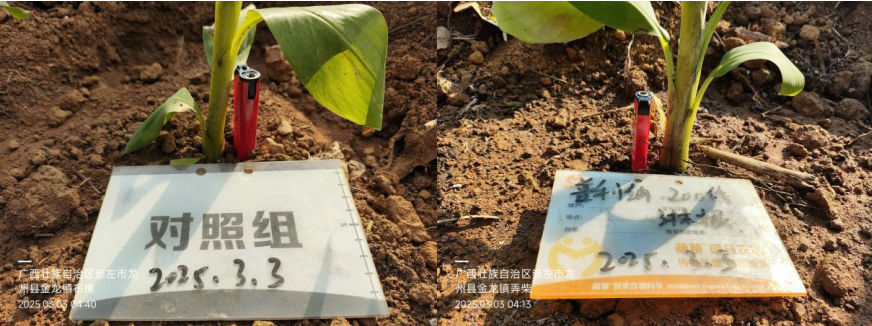 萌帮普利纳香蕉幼苗管理3.png
