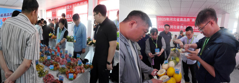 河北萌帮果蔬大王争霸赛顺利举办4.png