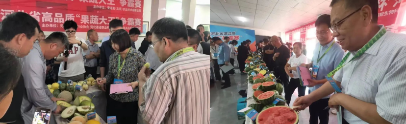 河北萌帮果蔬大王争霸赛顺利举办10.png