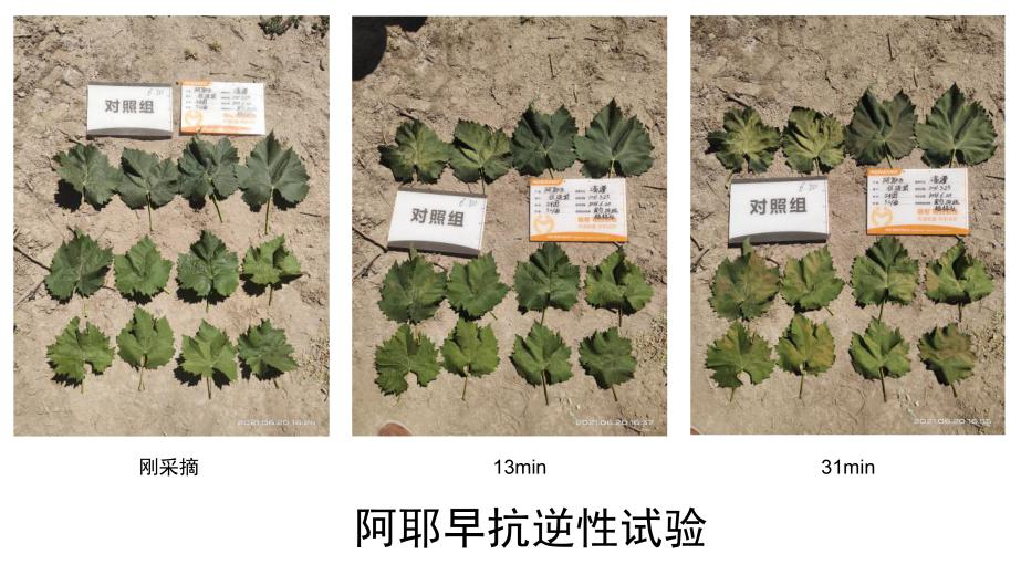 萌帮普利纳、阿耶早助力阳光玫瑰应对高温8.png