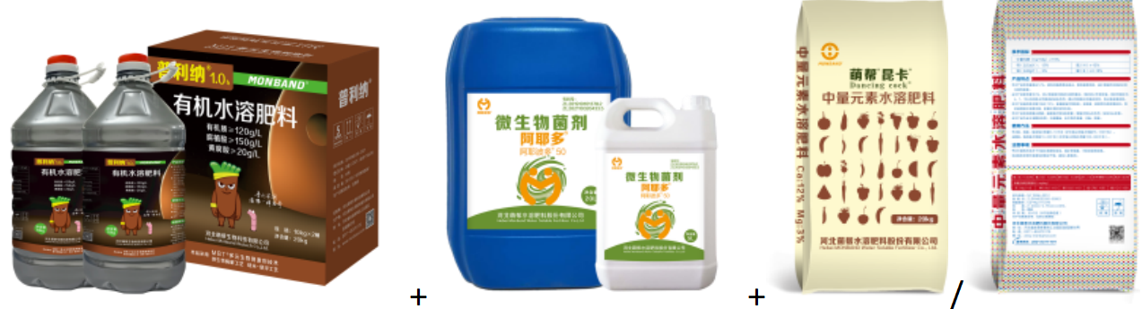 普利纳＋阿耶多+昆卡+咖美.png
