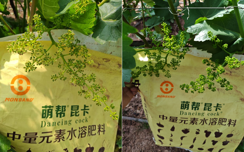 萌帮昆卡助力克伦生拉花1.png