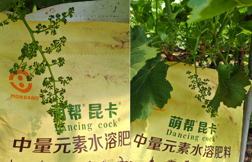 萌帮昆卡助力克伦生拉花2.png