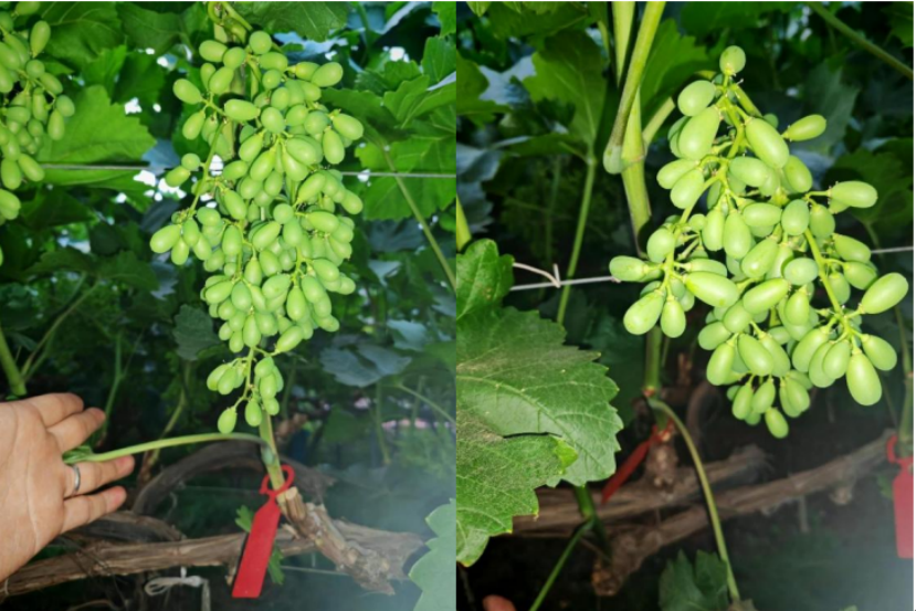 阳光玫瑰花小花弱用萌帮菲飞5.png