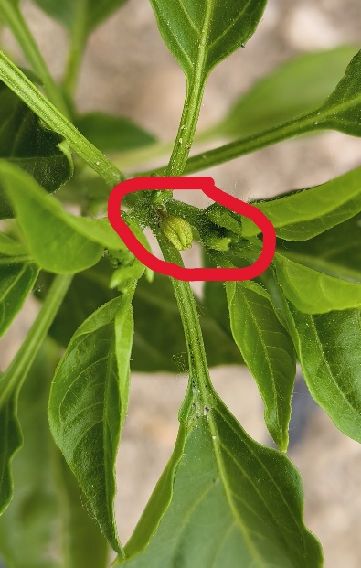 萌帮阿耶多解决辣椒落花落蕾问题.png