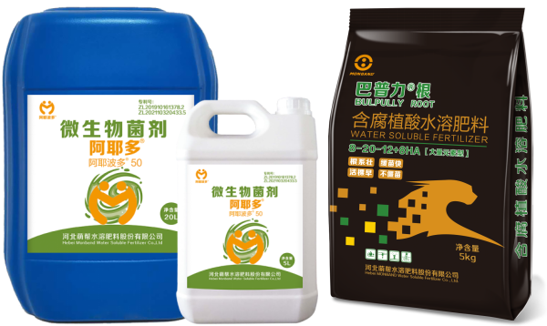 阿耶多+巴普力根.png