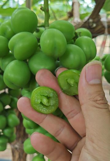 阳光玫瑰硬核期前用肥萌帮肥料方案5.png